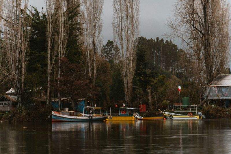 Suministro de pollitas y aves reproductoras